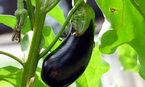 Eggplant Benefits