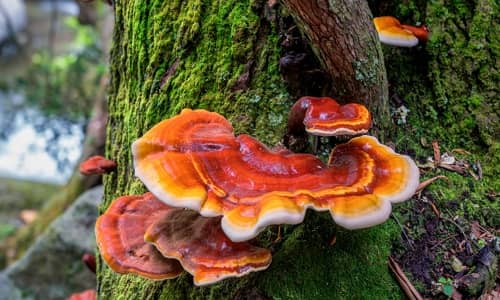 Reishi mushroom Benefits