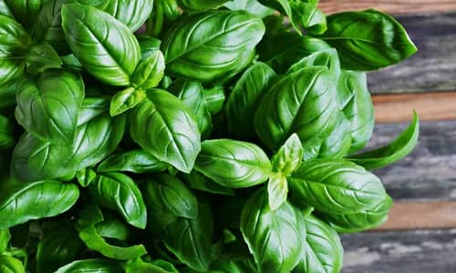 Basil Benefits