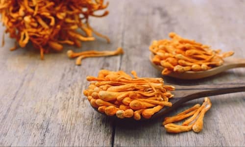 Cordyceps Benefits