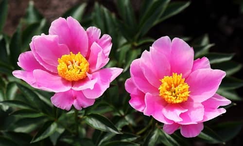 Peony Benefits