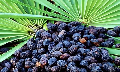 Saw palmetto Benefits