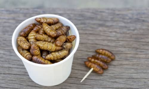 Silkworm Benefits