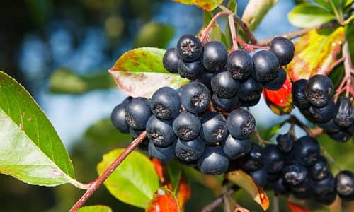 Aronia Benefits