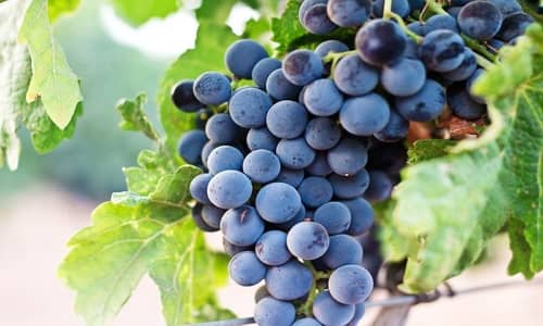 Grape juice Benefits