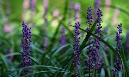 Liriope muscari Benefits