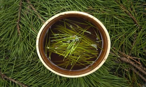 Pine needles Benefits