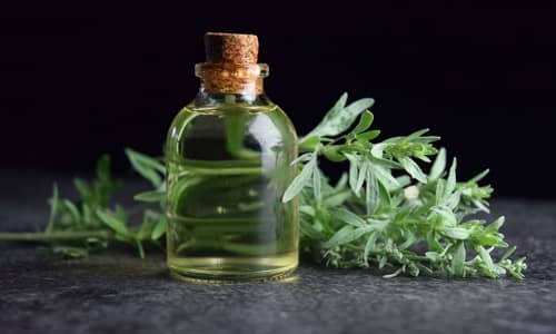 Wormwood Benefits