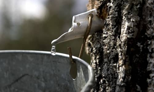 Maple Water Benefits