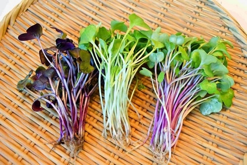 Radish sprouts Benefits