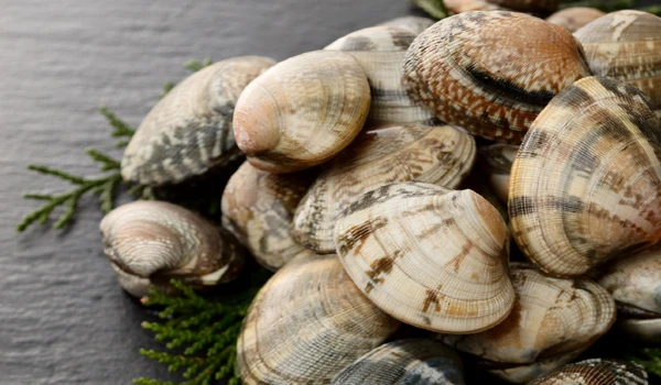 Manila clam Benefits