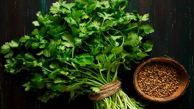 Cilantro Benefits