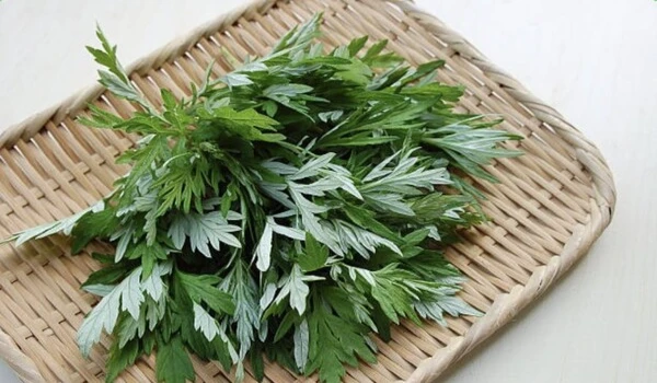 Mugwort Benefits